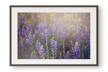 Load image into Gallery viewer, WILD LAVENDER IN ARIZONA