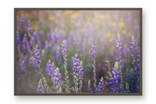 Load image into Gallery viewer, WILD LAVENDER IN ARIZONA