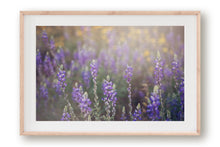 Load image into Gallery viewer, WILD LAVENDER IN ARIZONA