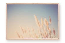 Load image into Gallery viewer, WILD CALIFORNIA PAMPAS GRASS