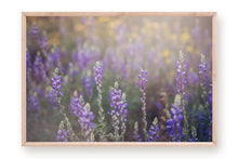 Load image into Gallery viewer, WILD LAVENDER IN ARIZONA