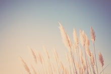 Load image into Gallery viewer, WILD CALIFORNIA PAMPAS GRASS