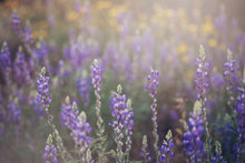 Load image into Gallery viewer, WILD LAVENDER IN ARIZONA