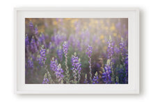 Load image into Gallery viewer, WILD LAVENDER IN ARIZONA