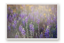 Load image into Gallery viewer, WILD LAVENDER IN ARIZONA