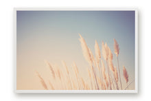 Load image into Gallery viewer, WILD CALIFORNIA PAMPAS GRASS
