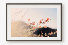 Load image into Gallery viewer, POPPIES IN THE SAN TAN MOUNTAINS 1