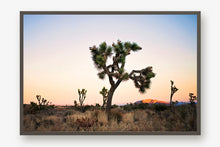Load image into Gallery viewer, JOSHUA TREE AT TWILIGHT