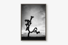 Load image into Gallery viewer, A JOSHUA TREE IN BLACK & WHITE