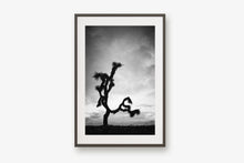 Load image into Gallery viewer, A JOSHUA TREE IN BLACK & WHITE