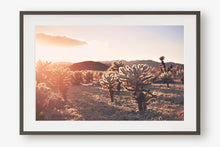 Load image into Gallery viewer, SUNSET IN CHOLLA CACTUS GARDEN