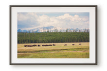 Load image into Gallery viewer, WILD BISON IN WYOMING