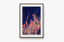 Load image into Gallery viewer, WILD POPPIES AT TWILIGHT