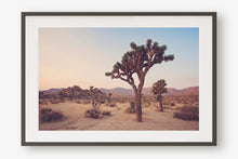 Load image into Gallery viewer, JOSHUA TREE IN SEPTEMBER