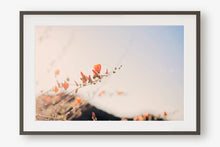 Load image into Gallery viewer, POPPIES IN THE SAN TAN MOUNTAINS 2