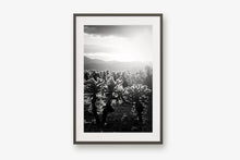 Load image into Gallery viewer, CACTUSGARDEN IN BLACK & WHITE