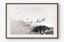 Load image into Gallery viewer, ARIZONA POPPIES IN BLACK & WHITE