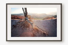 Load image into Gallery viewer, ROOTS OF A TREE IN BRYCE CANYON