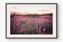 Load image into Gallery viewer, CALIFORNIA LAVENDER SUPER BLOOM