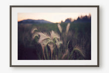 Load image into Gallery viewer, FOUNTAIN GRASS IN BIG BEAR