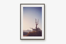 Load image into Gallery viewer, AN OLD TREE AT SUNRISE IN SEDONA ARIZONA