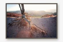 Load image into Gallery viewer, ROOTS OF A TREE IN BRYCE CANYON