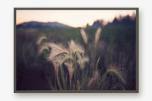 Load image into Gallery viewer, FOUNTAIN GRASS IN BIG BEAR