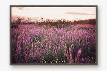 Load image into Gallery viewer, CALIFORNIA LAVENDER SUPER BLOOM