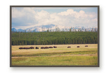 Load image into Gallery viewer, WILD BISON IN WYOMING