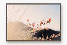 Load image into Gallery viewer, POPPIES IN THE SAN TAN MOUNTAINS 1