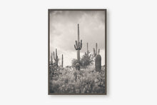 Load image into Gallery viewer, SUPERSTITION WILDERNESS IN BLACK & WHITE
