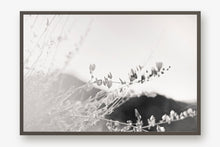 Load image into Gallery viewer, ARIZONA POPPIES IN BLACK & WHITE