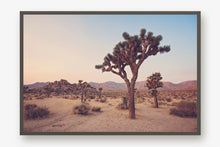 Load image into Gallery viewer, JOSHUA TREE IN SEPTEMBER