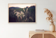 Load image into Gallery viewer, FOUNTAIN GRASS IN BIG BEAR