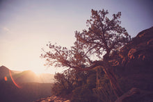 Load image into Gallery viewer, A TREE AT SUNRISE IN SEDONA ARIZONA
