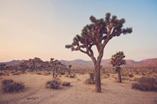 Load image into Gallery viewer, JOSHUA TREE IN SEPTEMBER