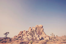 Load image into Gallery viewer, JOSHUA TREE IN SEPTEMBER 2