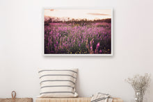 Load image into Gallery viewer, CALIFORNIA LAVENDER SUPER BLOOM