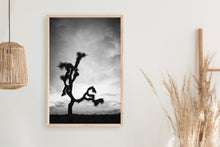 Load image into Gallery viewer, A JOSHUA TREE IN BLACK & WHITE