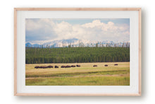 Load image into Gallery viewer, WILD BISON IN WYOMING
