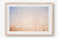 Load image into Gallery viewer, CALIFORNIA GOLDEN GRASS