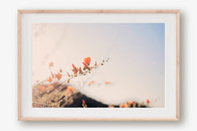 Load image into Gallery viewer, POPPIES IN THE SAN TAN MOUNTAINS 2
