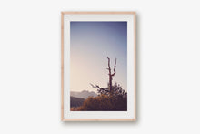 Load image into Gallery viewer, AN OLD TREE AT SUNRISE IN SEDONA ARIZONA