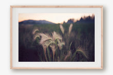 Load image into Gallery viewer, FOUNTAIN GRASS IN BIG BEAR