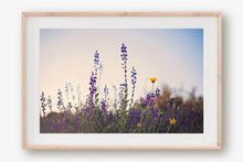 Load image into Gallery viewer, WILD LAVENDER AT TWILIGHT