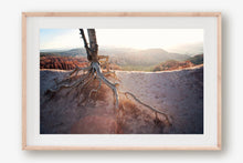 Load image into Gallery viewer, ROOTS OF A TREE IN BRYCE CANYON