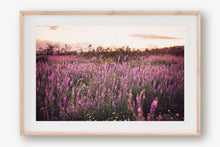 Load image into Gallery viewer, CALIFORNIA LAVENDER SUPER BLOOM