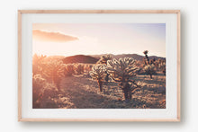 Load image into Gallery viewer, SUNSET IN CHOLLA CACTUS GARDEN