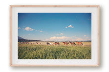 Load image into Gallery viewer, WILD HORSES IN WYOMING