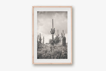 Load image into Gallery viewer, SUPERSTITION WILDERNESS IN BLACK & WHITE
